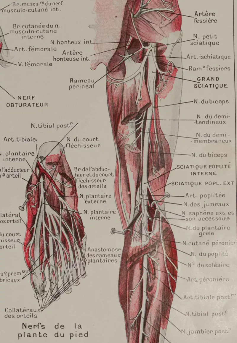 Nerfs de la jambe, planche anatomique 1924