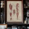 118A5932-medical-anatomie-nerfs-jambe-05 Nerfs de la jambe, planche anatomique 1924