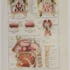 118A5933-medical-anatomie-nez Nez, planche anatomique 1924