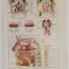 118A5933-medical-anatomie-nez Nez, planche anatomique 1924