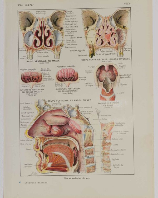 Nez, planche anatomique 1924