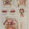 118A5933-medical-anatomie-nez Nez, planche anatomique 1924