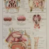 118A5933-medical-anatomie-nez Nez, planche anatomique 1924