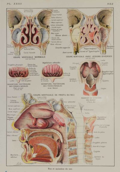 118A5933-medical-anatomie-nez Nez, planche anatomique 1924