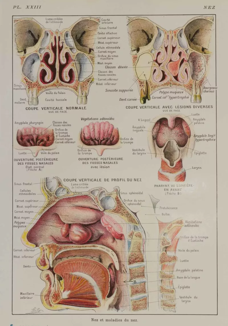 118A5933-medical-anatomie-nez Nez, planche anatomique 1924