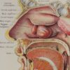 118A5933-medical-anatomie-nez Nez, planche anatomique 1924