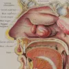 118A5933-medical-anatomie-nez Nez, planche anatomique 1924