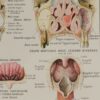 118A5933-medical-anatomie-nez Nez, planche anatomique 1924