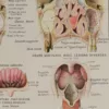 118A5933-medical-anatomie-nez Nez, planche anatomique 1924