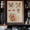 118A5933-medical-anatomie-nez-05 Nez, planche anatomique 1924