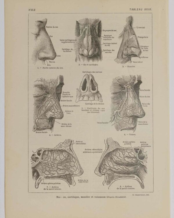Nez et os, planche anatomique 1924