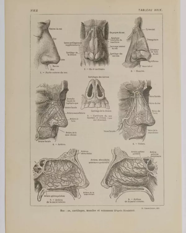 118A5934-medical-anatomie-nez-os Nez et os, planche anatomique 1924