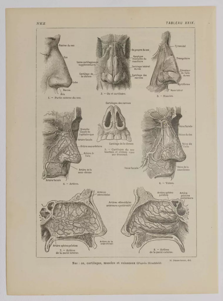 Nez et os, planche anatomique 1924