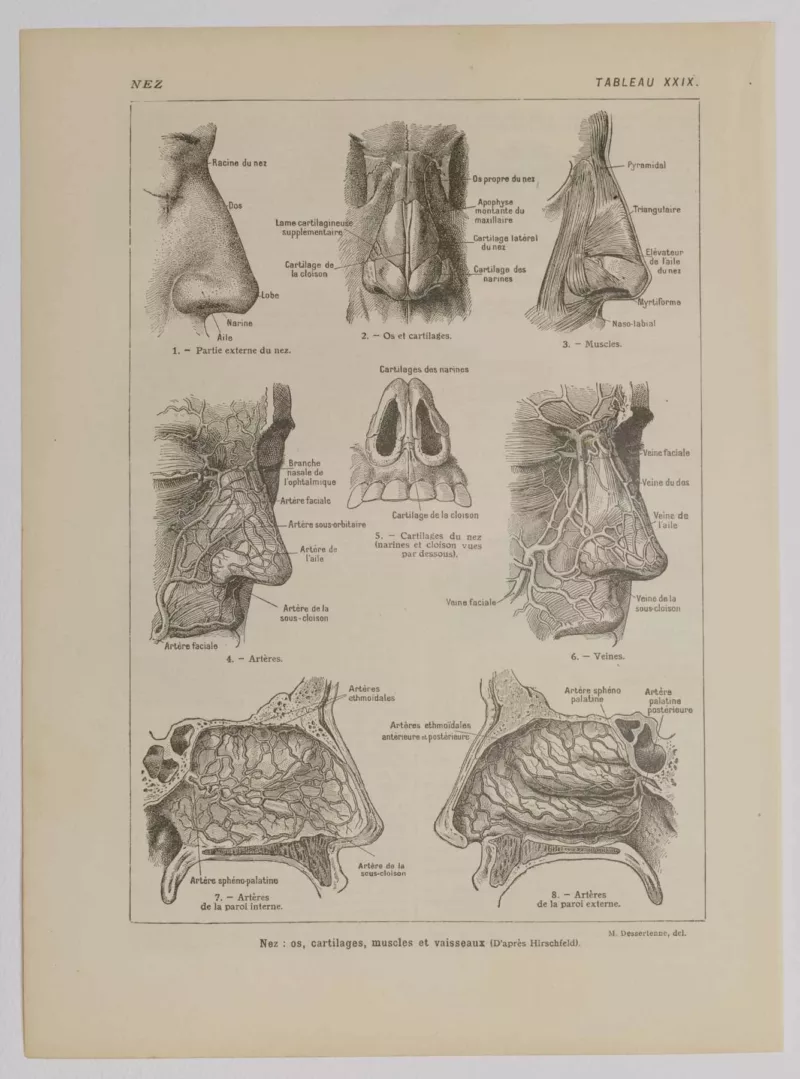 Nez et os, planche anatomique 1924