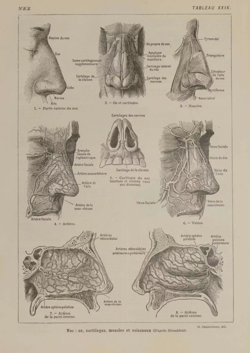 Nez et os, planche anatomique 1924