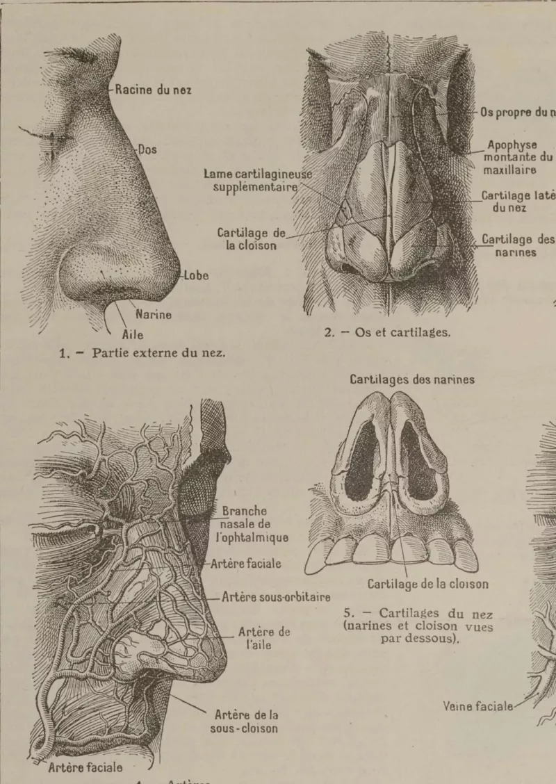 Nez et os, planche anatomique 1924