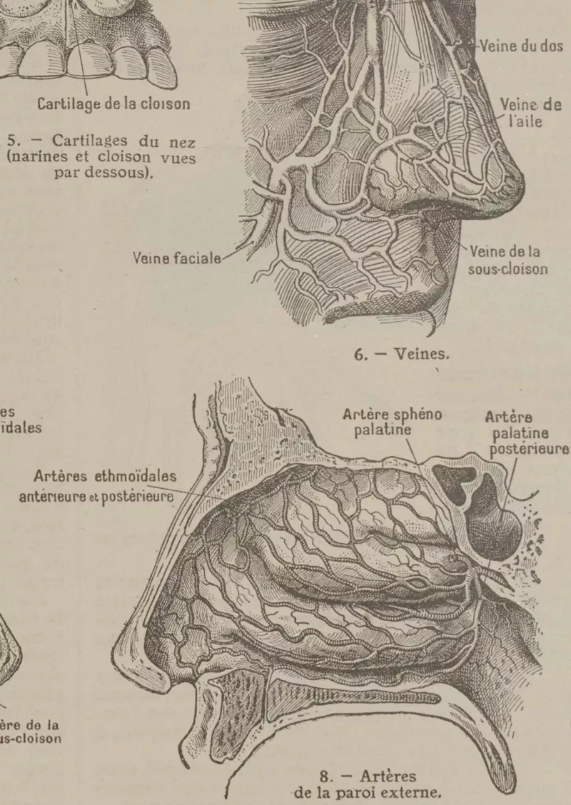 Nez et os, planche anatomique 1924