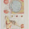 118A5935-medical-anatomie-oeil-oreille Œil et oreille, planche anatomique 1924