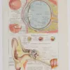 118A5935-medical-anatomie-oeil-oreille Œil et oreille, planche anatomique 1924