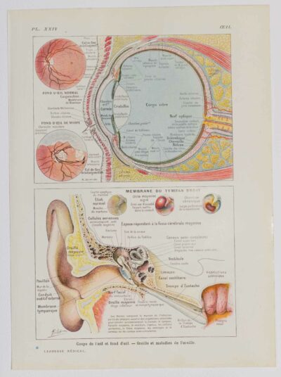 118A5935-medical-anatomie-oeil-oreille Œil et oreille, planche anatomique 1924