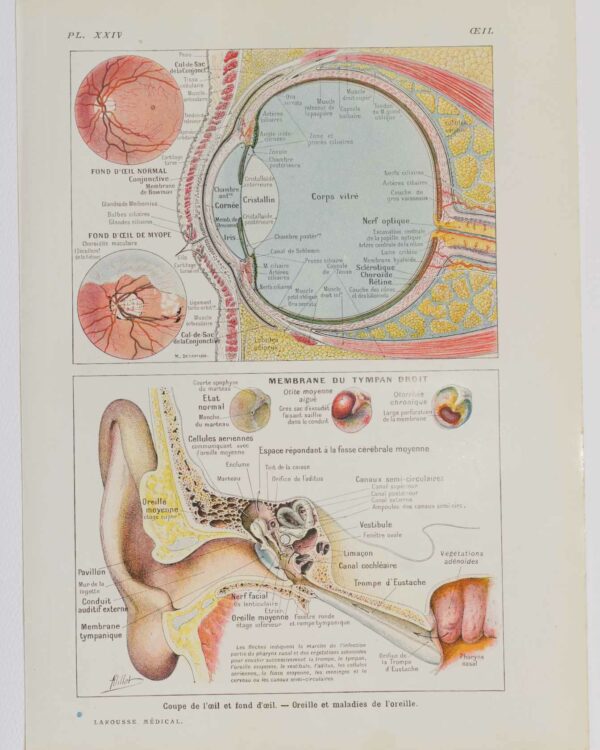 Œil et oreille, planche anatomique 1924