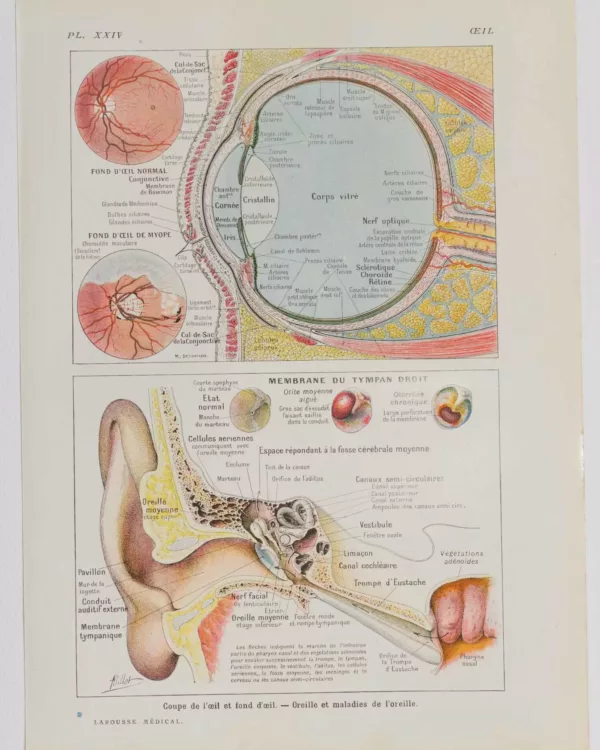 118A5935-medical-anatomie-oeil-oreille Œil et oreille, planche anatomique 1924