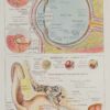 118A5935-medical-anatomie-oeil-oreille Œil et oreille, planche anatomique 1924