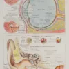 118A5935-medical-anatomie-oeil-oreille Œil et oreille, planche anatomique 1924