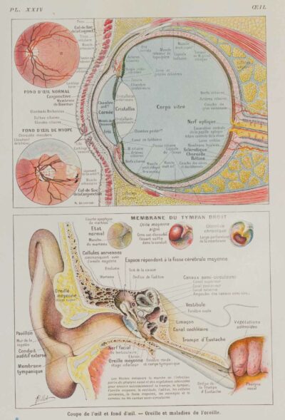 118A5935-medical-anatomie-oeil-oreille Œil et oreille, planche anatomique 1924
