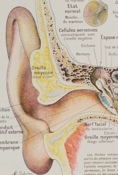 118A5935-medical-anatomie-oeil-oreille Œil et oreille, planche anatomique 1924