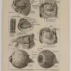 Œil et muscles, planche anatomique 1924