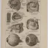 Œil et muscles, planche anatomique 1924