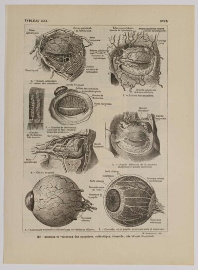 Œil et muscles, planche anatomique 1924