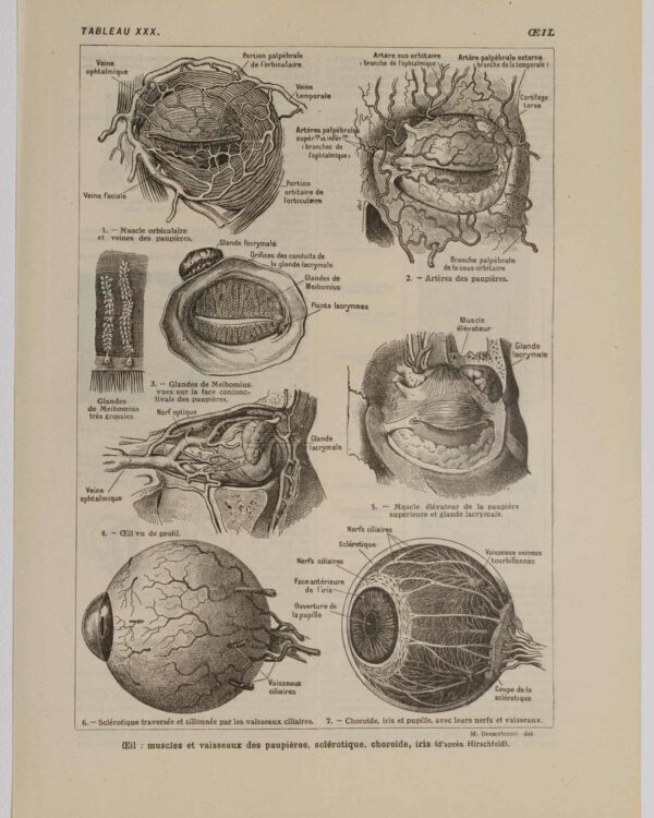 Œil et muscles, planche anatomique 1924