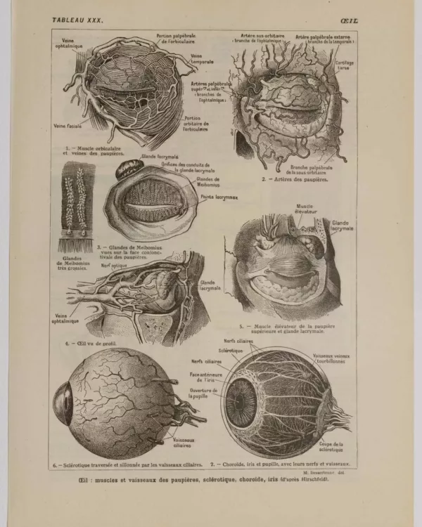 118A5936-medical-anatomie-oeuil-vaisseaux Œil et muscles, planche anatomique 1924