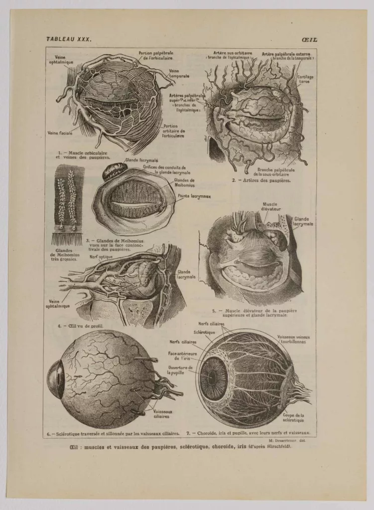 Œil et muscles, planche anatomique 1924