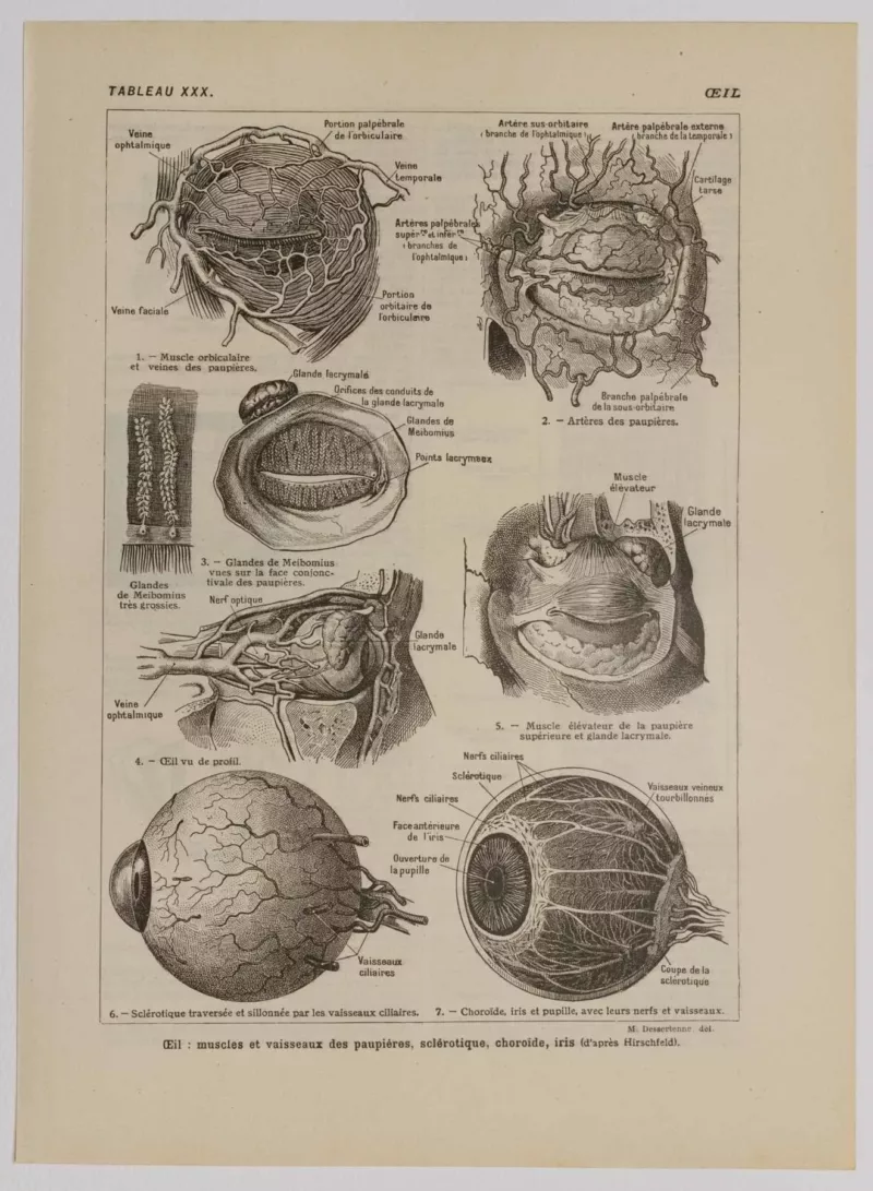 Œil et muscles, planche anatomique 1924