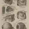 Œil et muscles, planche anatomique 1924