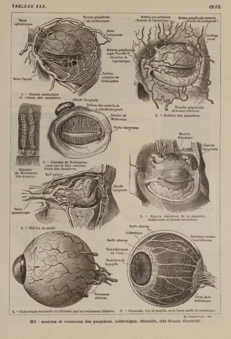 Œil et muscles, planche anatomique 1924