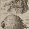 Œil et muscles, planche anatomique 1924