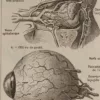 Œil et muscles, planche anatomique 1924