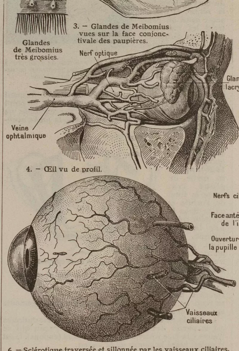 Œil et muscles, planche anatomique 1924