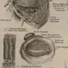 Œil et muscles, planche anatomique 1924