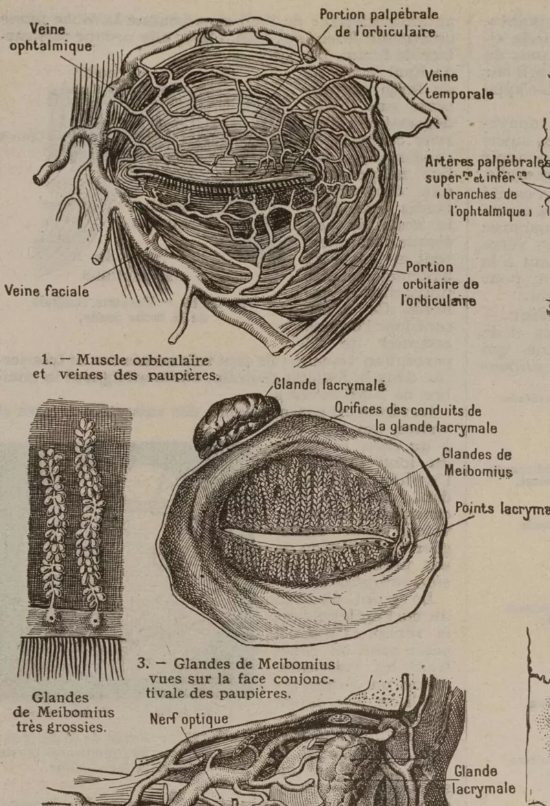 Œil et muscles, planche anatomique 1924
