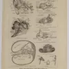 Oreille, planche anatomique 1924
