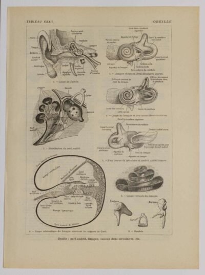118A5938-medical-anatomie-oreille-nerf Oreille, planche anatomique 1924
