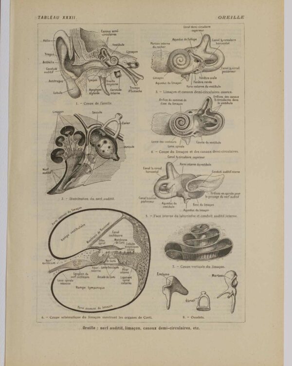 Oreille, planche anatomique 1924