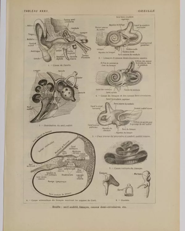 118A5938-medical-anatomie-oreille-nerf Oreille, planche anatomique 1924
