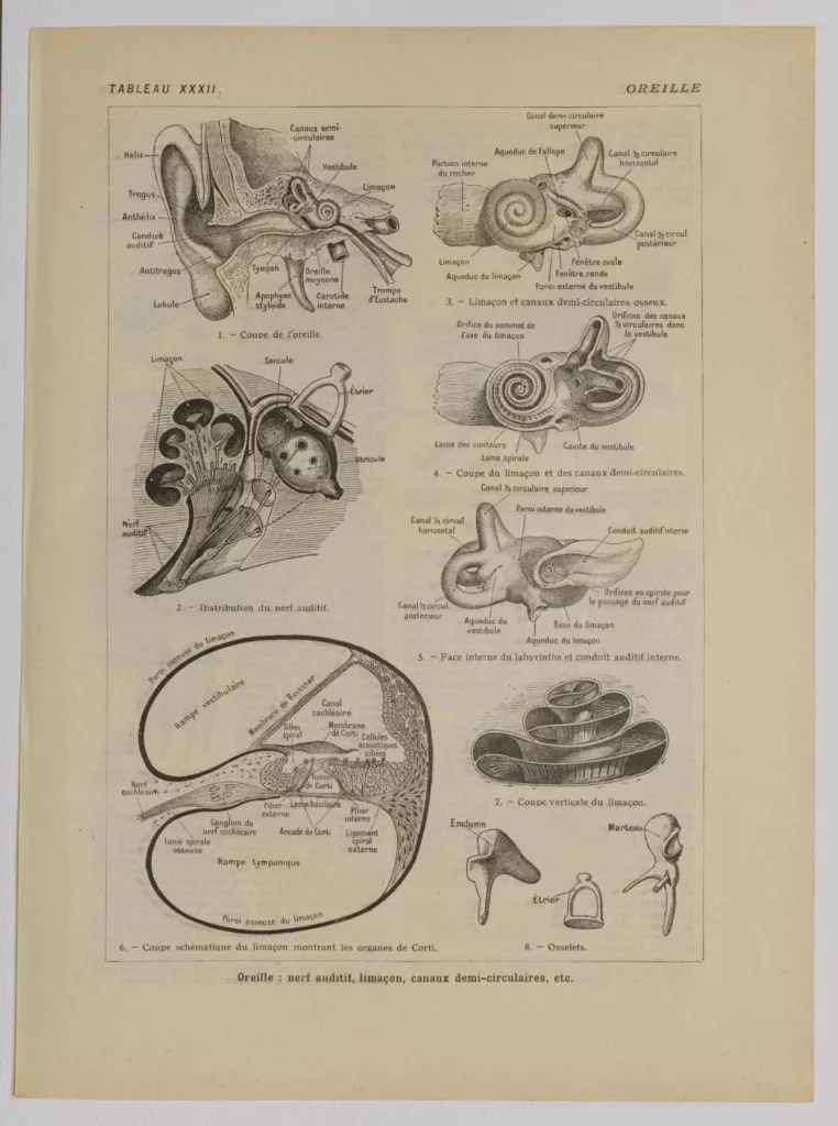 Oreille, planche anatomique 1924