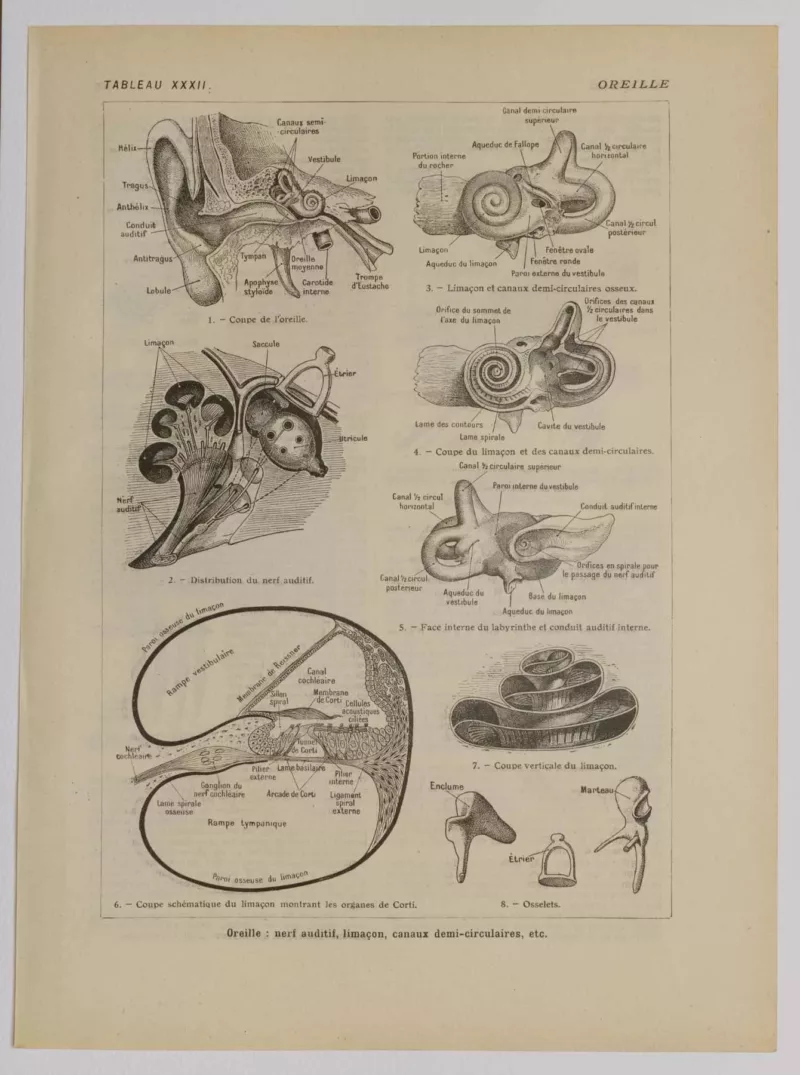 Oreille, planche anatomique 1924